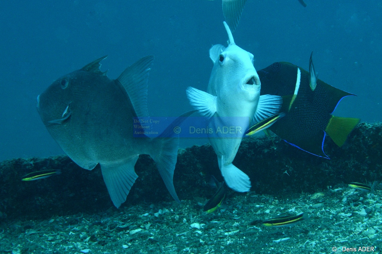 Balistes polyepsis Baliste dragon nettoyage-La Paz Epave Salvatierra-22m-20181030-Denis-ADER-DSC_1263_tn.jpg